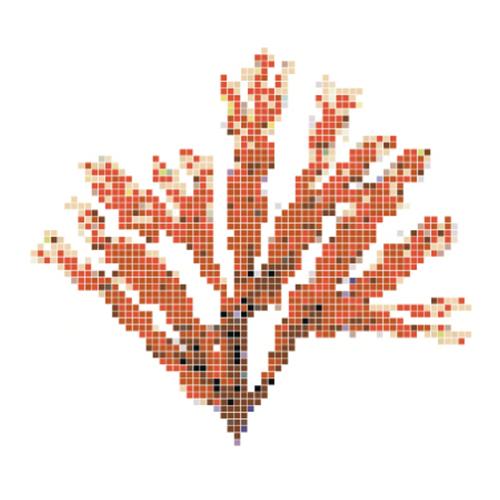 Mosaïque piscine Corail algue rouge fond au choix de 155 par 140 cm